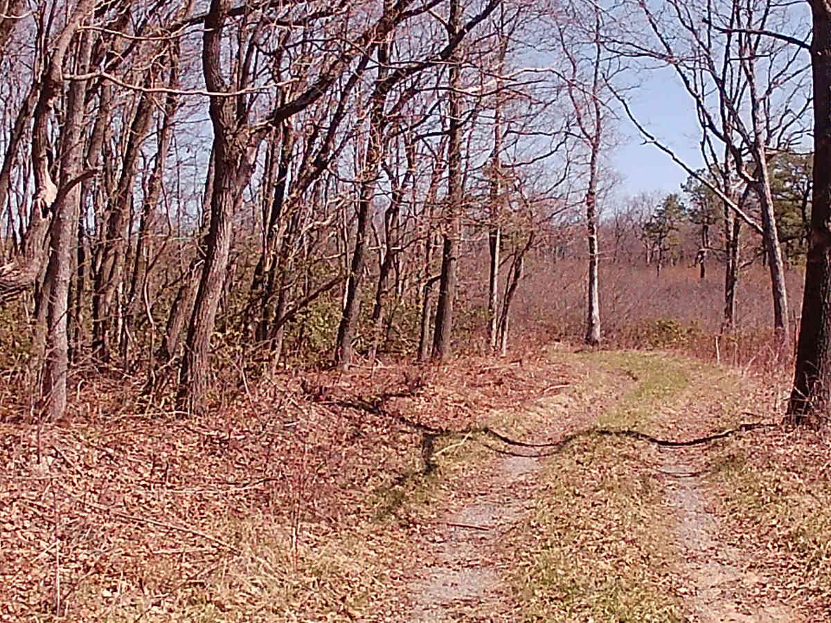 Governor's Trail trail photo