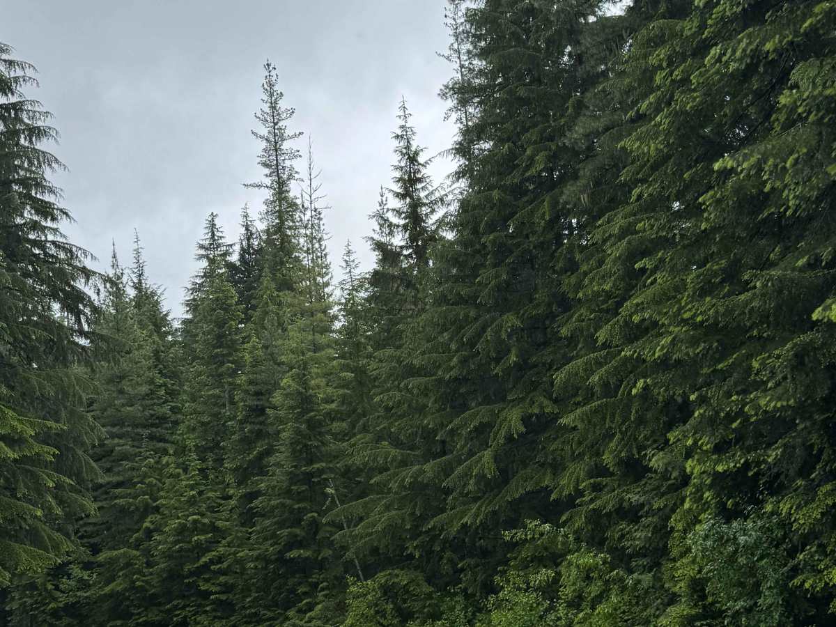 Tango Creek - FS 638 trail photo