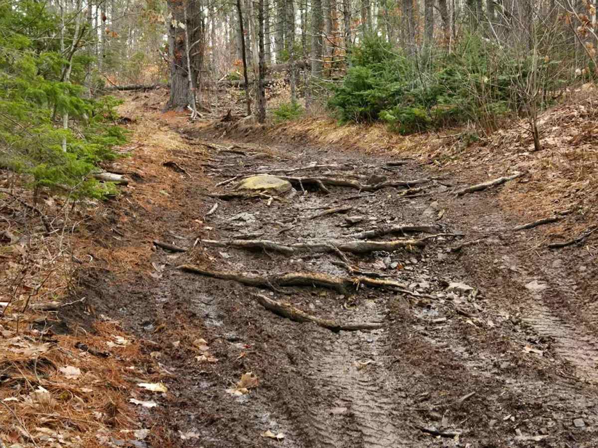 Tree Root Trail trail photo