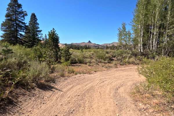 Tamarack Road - FS 31097