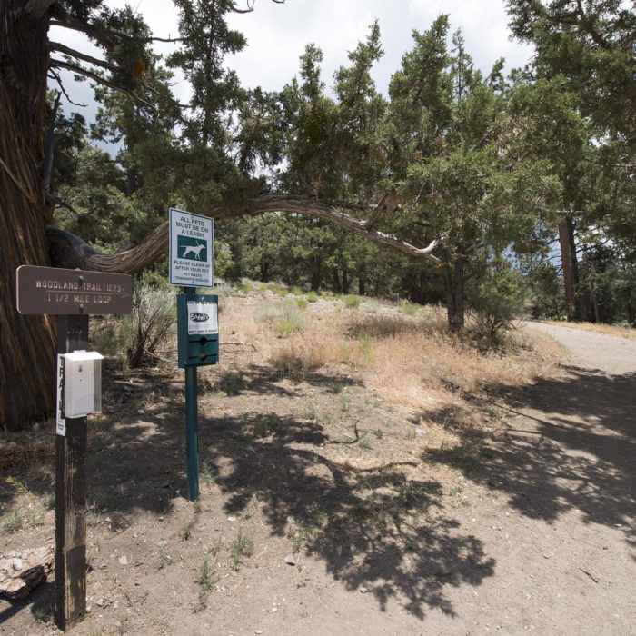 Near The Woodland Interpretive Trail