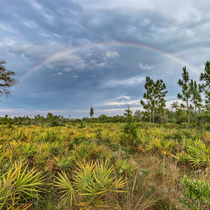 Every so often out here you get lucky with a rainbow. Near Econlockhatchee Sandhills Conservation Area
