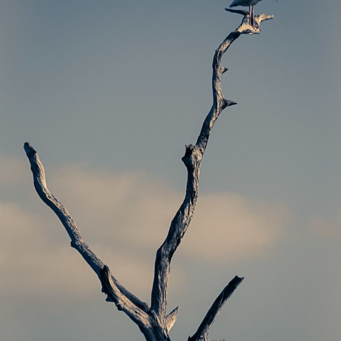 Near Green Cay Wetlands Boardwalk