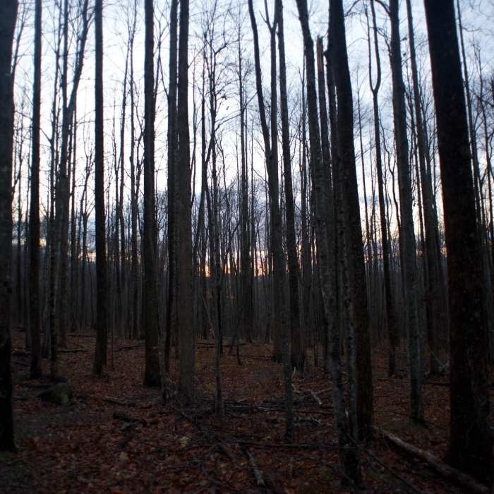 Near Baskins Creek Trail