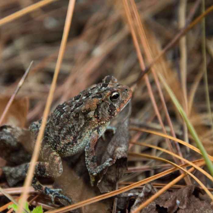 Near The Palmetto Trail: Awendaw Passage