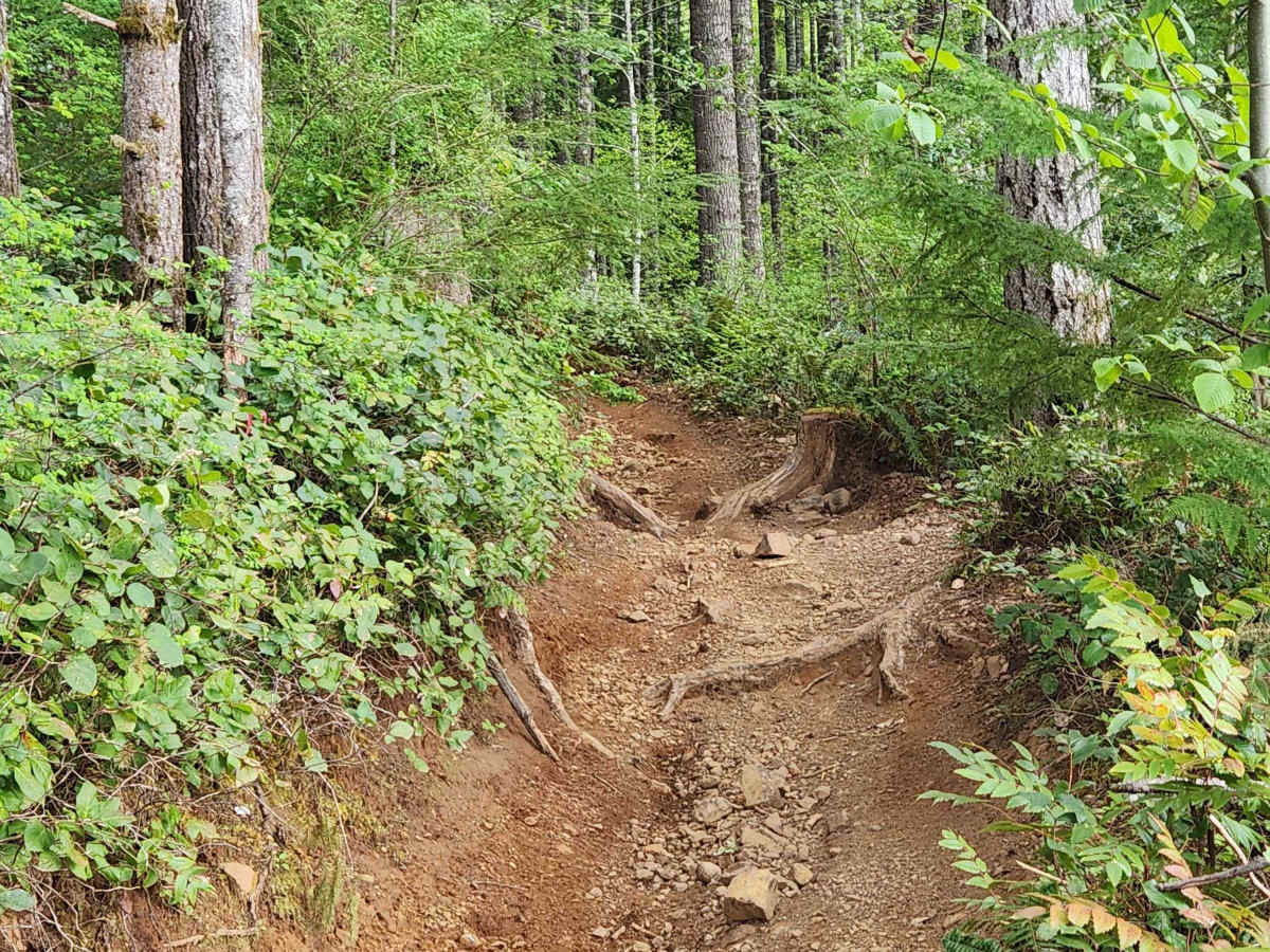 Divide Trail North photo 6