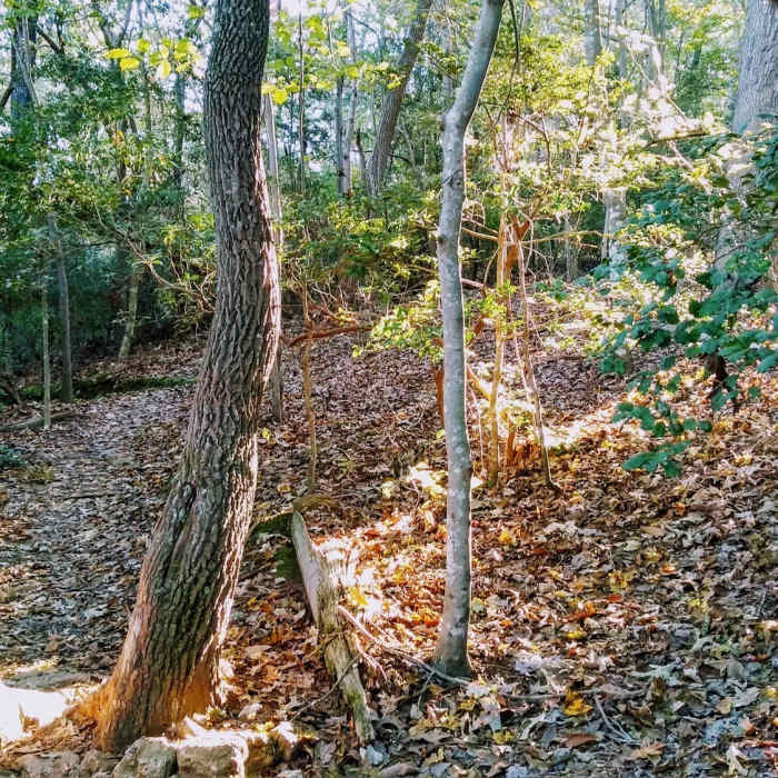 Near Laurel Loop Trail