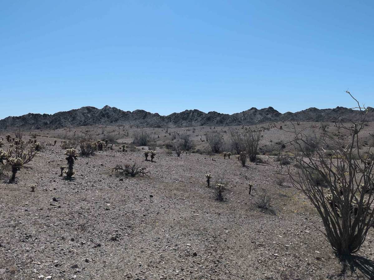 BLM 729 photo 4