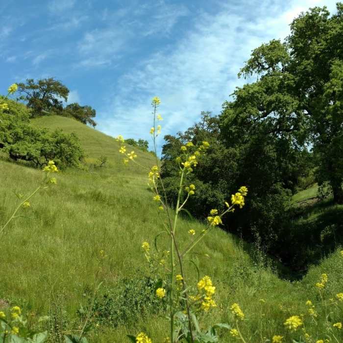 Near Harvey Bear Ranch Hike