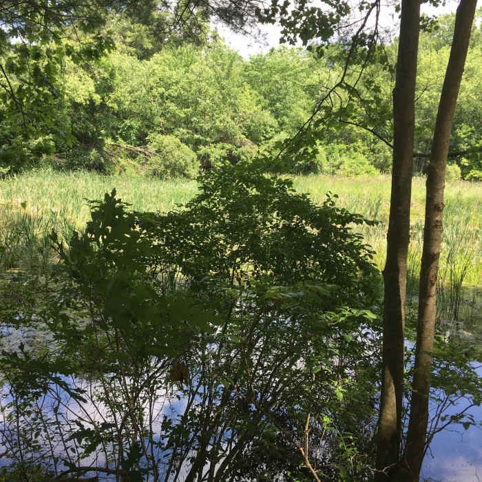 Near Moose Pond Trail