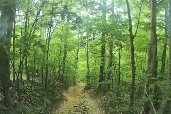 Martins Fork Trail