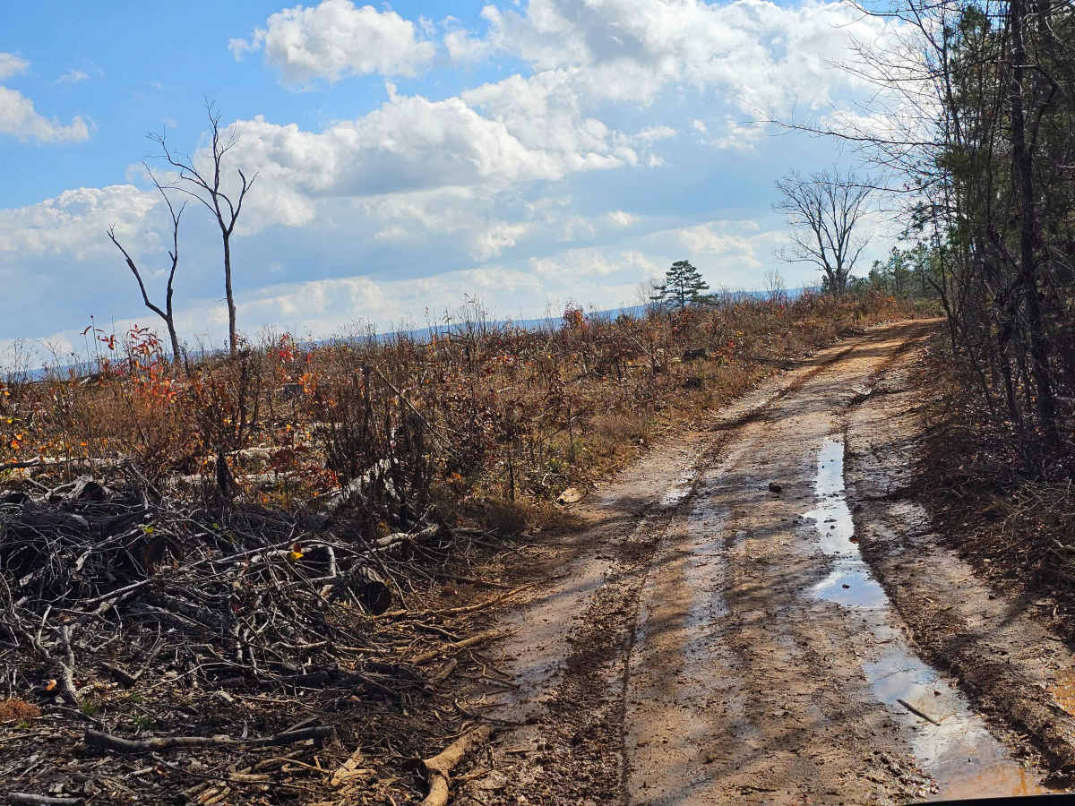 Mule Trail photo 3