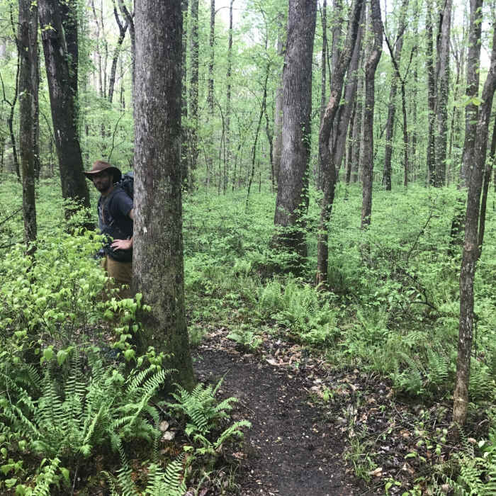 Ferns along the Cub Creek Trail. Near Red Leaves Loop