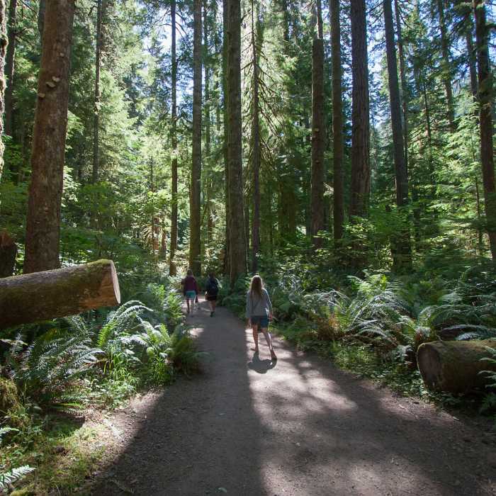 Enjoying the Marymere Falls Trail (photo by Ralph Arvesen) Near Mt. Storm King Trail