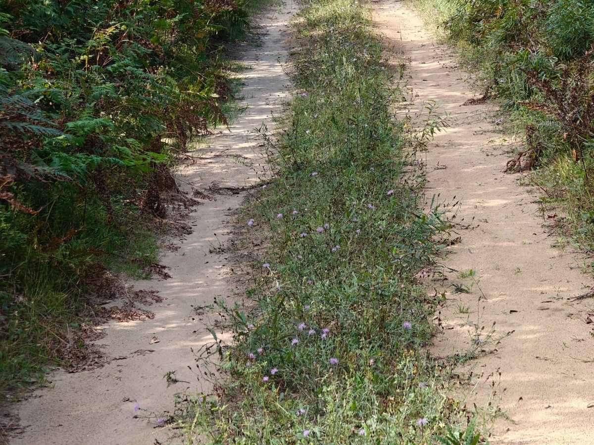 Deer Camp Trail trail photo