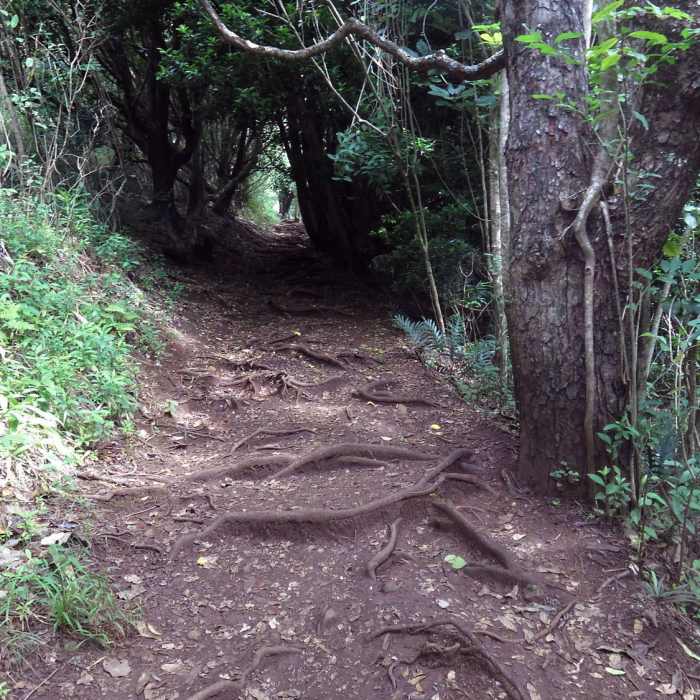 The tunnel. Near Makiki Valley Loop