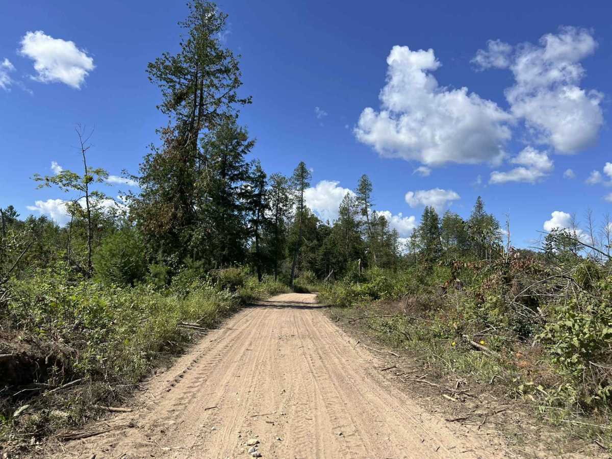 Fir -  Forest Road 13042 photo 6