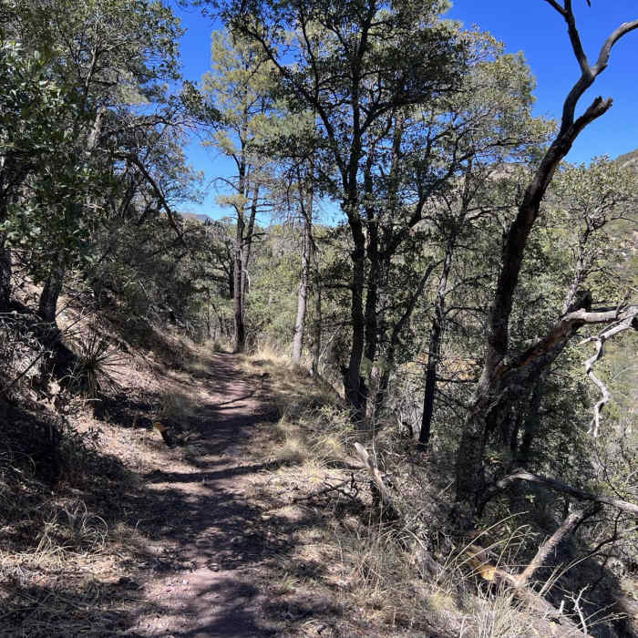 Near Sunnyside Trail No. 117