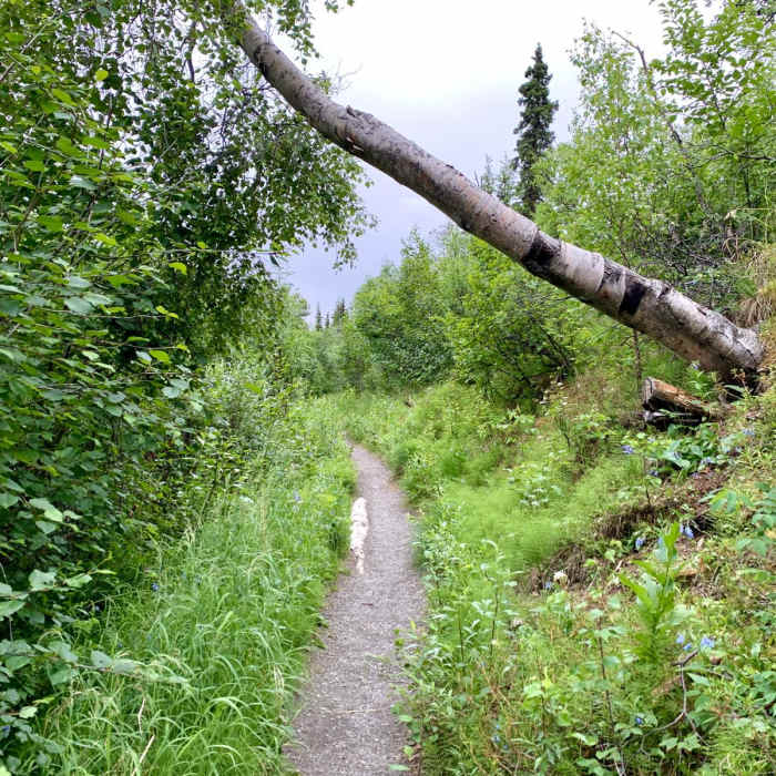 Near Triple Lakes Out and Back Near Triple Lakes Out and Back