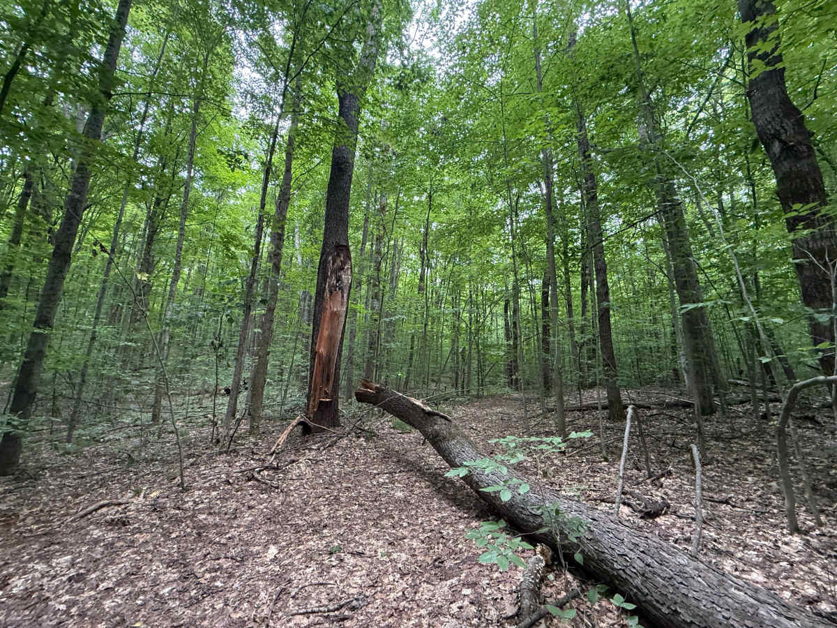 NFS 5473 photo 6