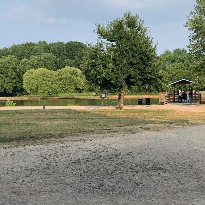 small pond with lots of goose running around. Near McAlpine Creek Loop