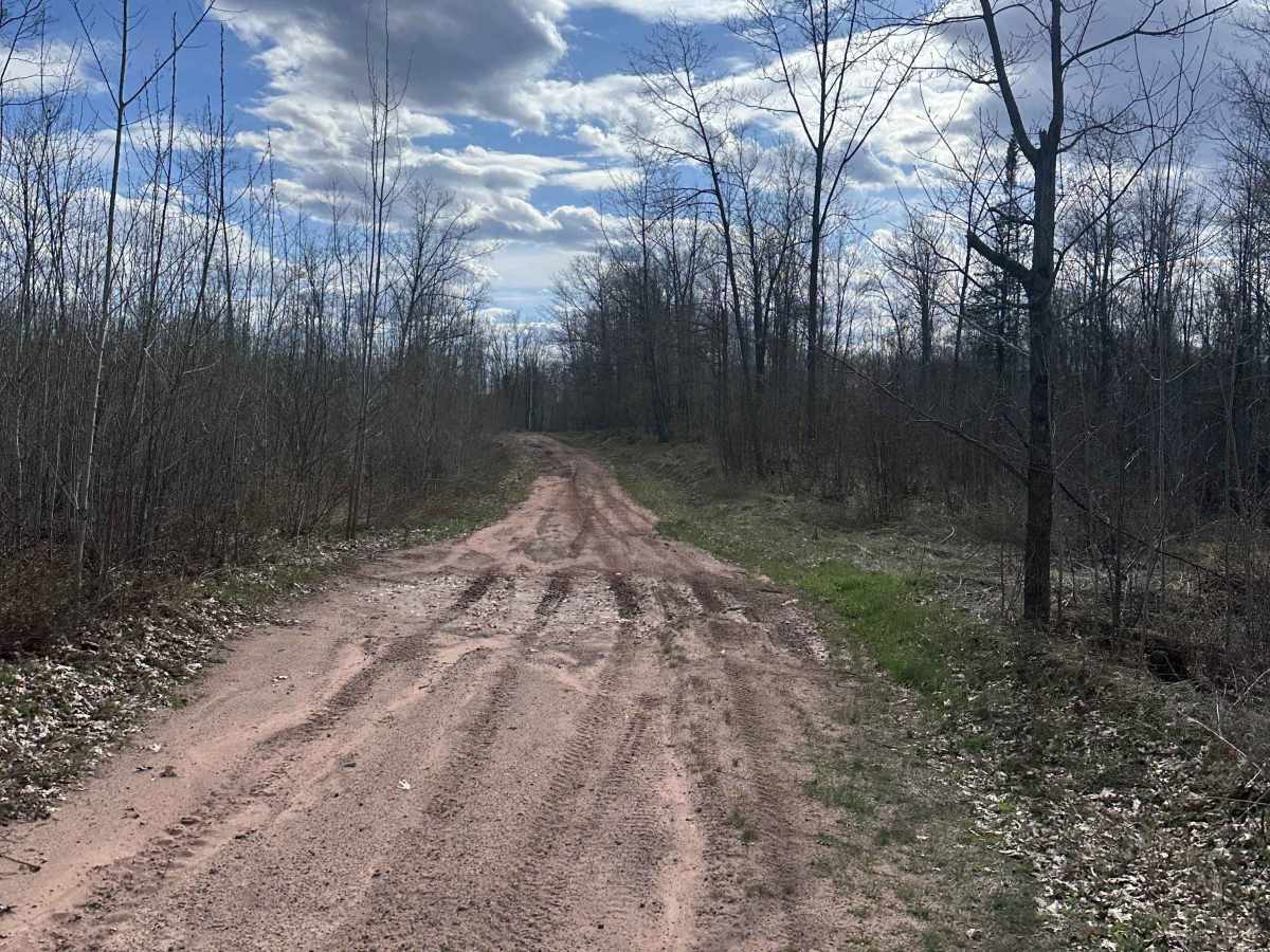 Grouse Forest Road photo 3