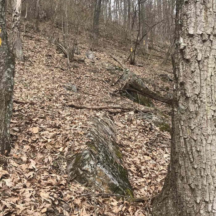 Near Back Draft Trail #546