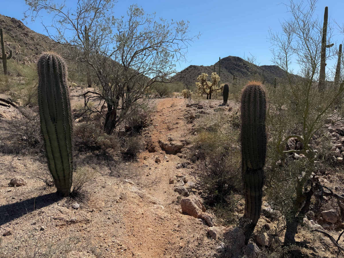 Bh1278 Singletrack  photo 3