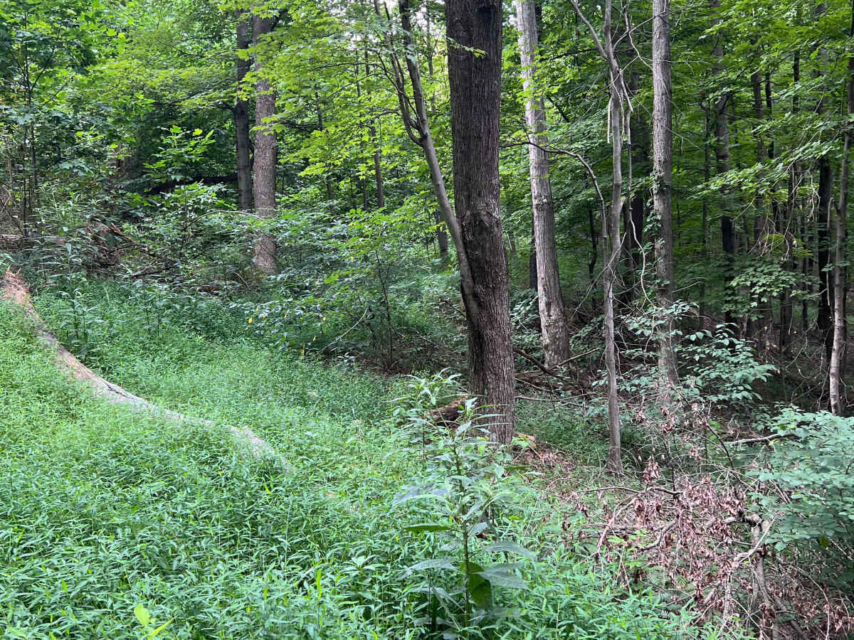 Potter's Hollow photo 4