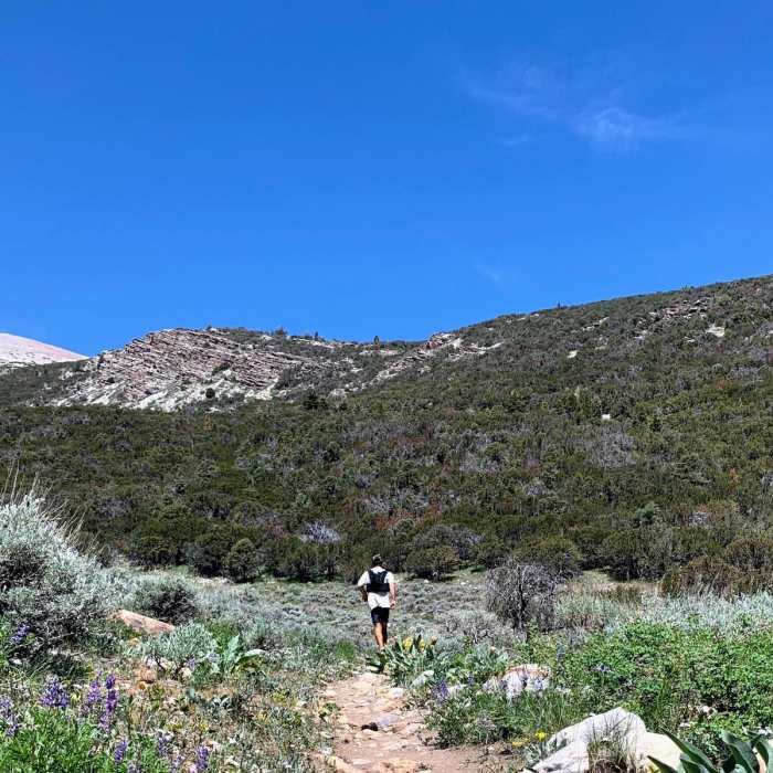 Near Timber Creek Trail Loop