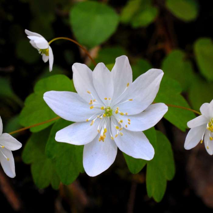 Lovely flowers. Near Roundtop Trail