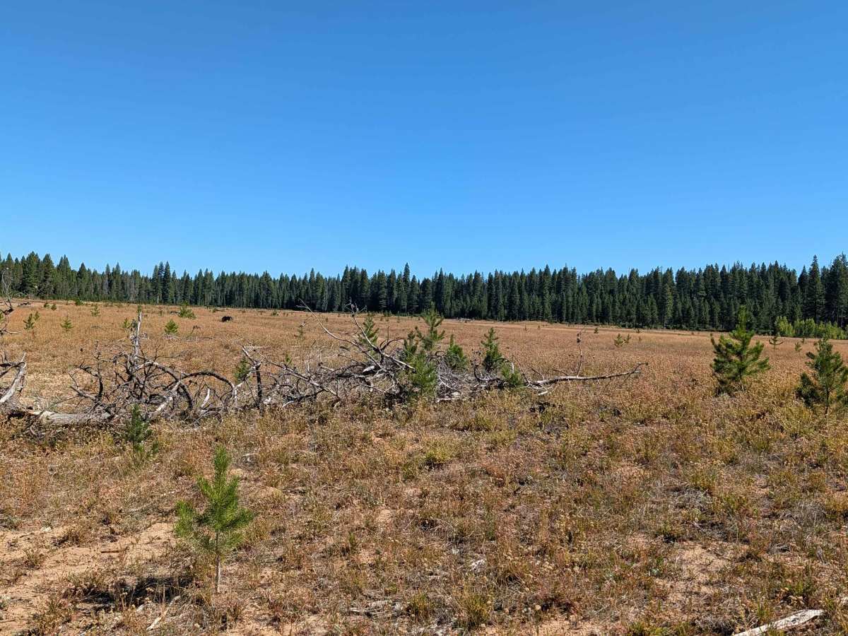 White Deer Lake West - FS 41N40 photo 5