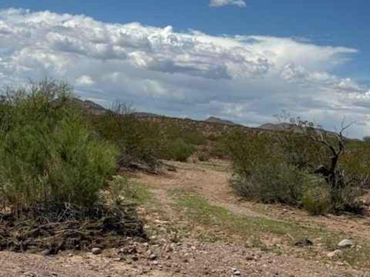 BLM PE1132 photo 3