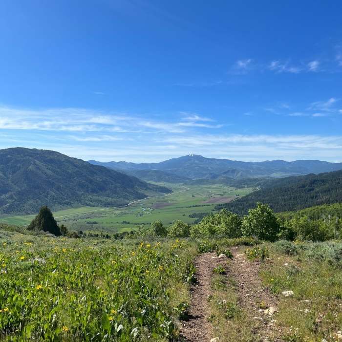 Near Boundary Trail #272