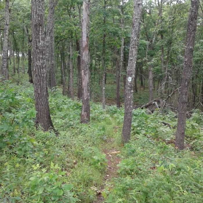 Near Ozark Trail: Current River Section