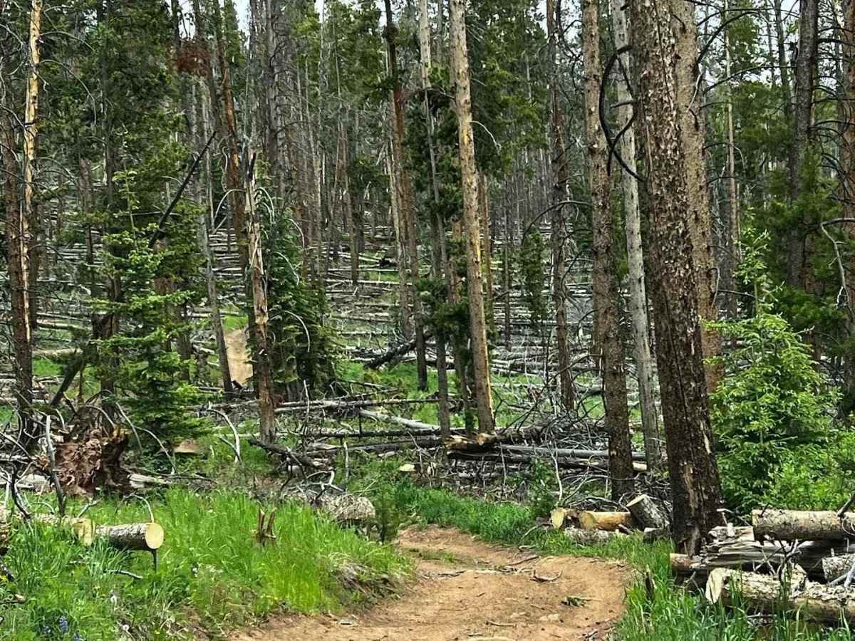 Metcalf Creek Road photo 3