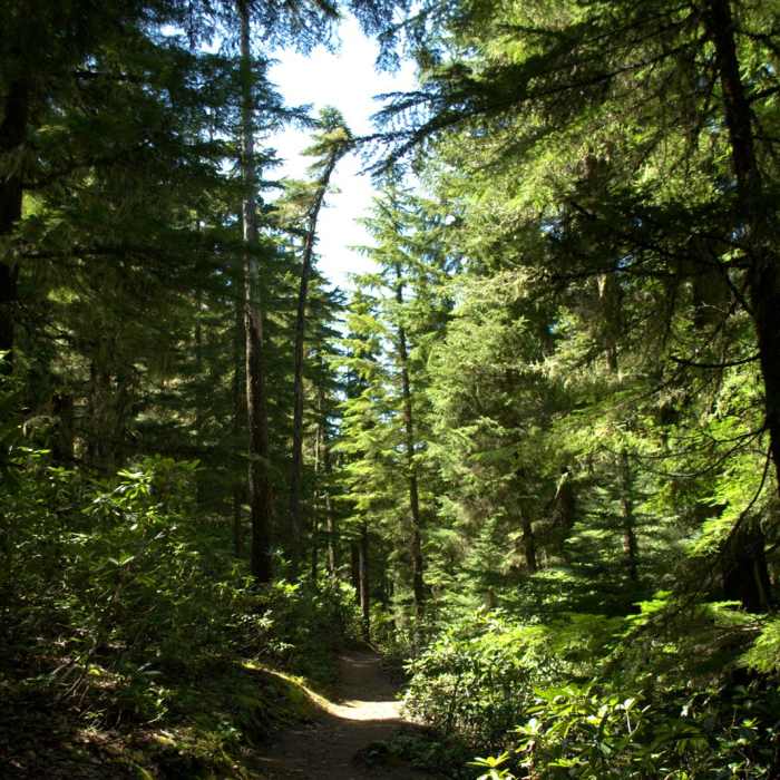 Near Fall Creek Falls