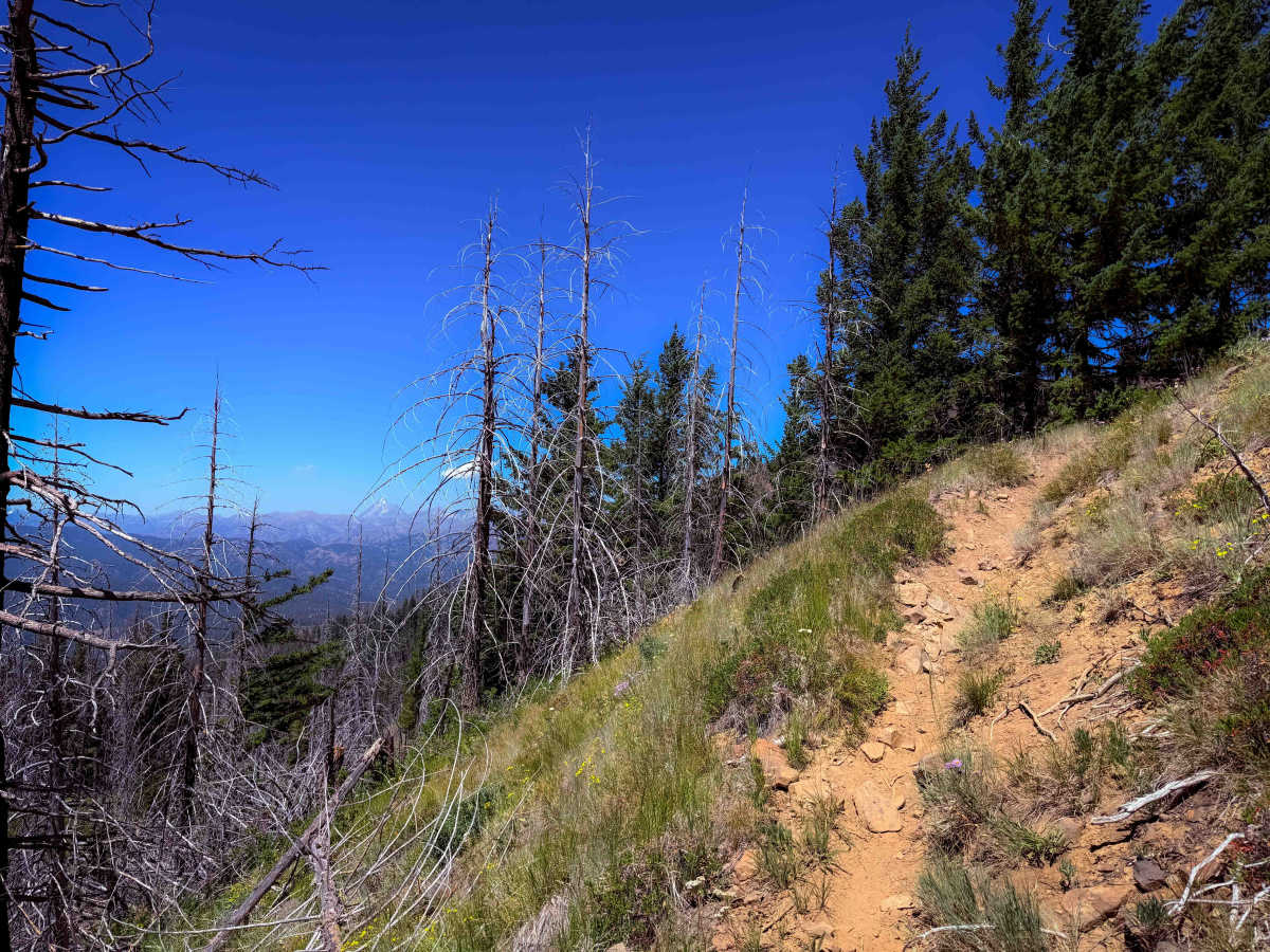 Snowshoe Ridge - FS 1368  trail photo