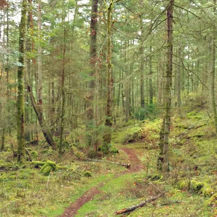 The beautiful woods deep in the heart of Turtleback Mountain Preserve, through which runs Ridge Trail. Near Ridge Trail