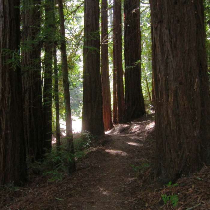 Near Campground Trail