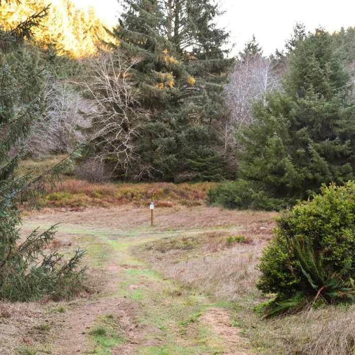 Near Heceta Head Trail