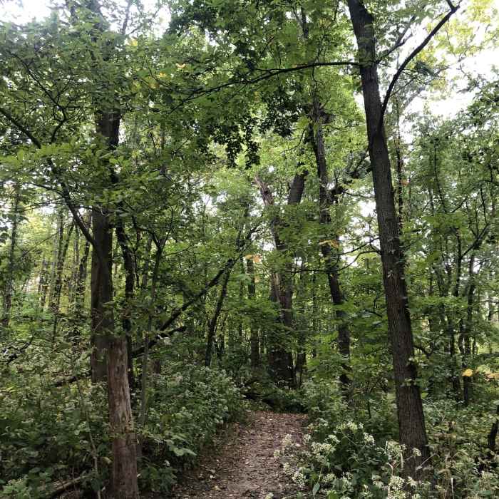 Near Bergamo Oak Hickory Trail