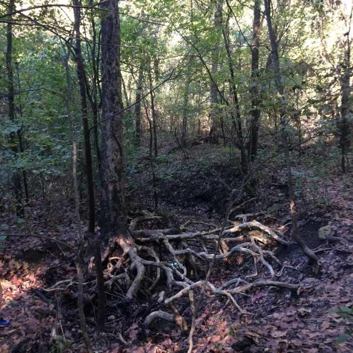 Cool tree with exposed roots near Bird Creek Near Redbud Valley Main Trail