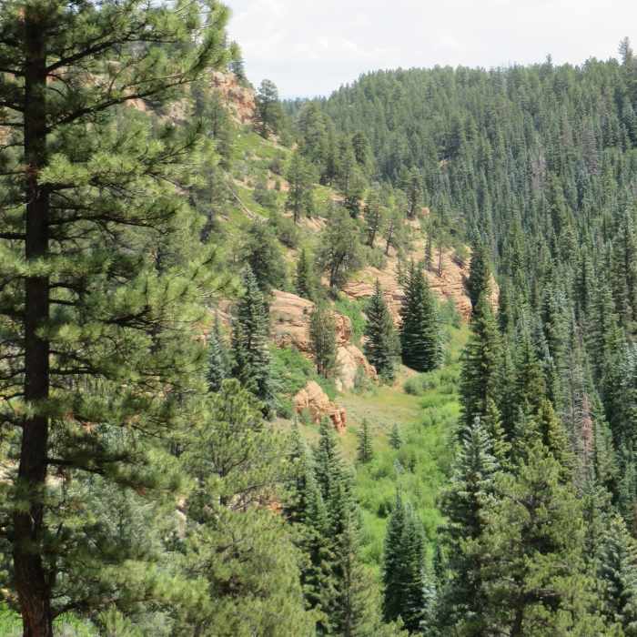 Near Telephone Trail