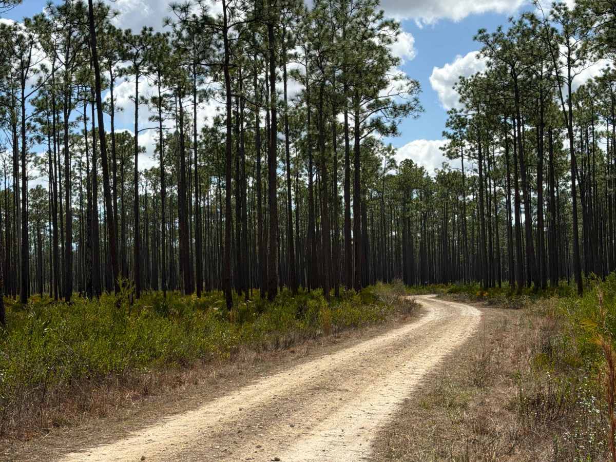 Allen - FS 383 trail photo