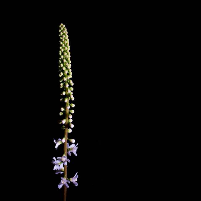Near Little Bearwallow Mountain Near Little Bearwallow Mountain