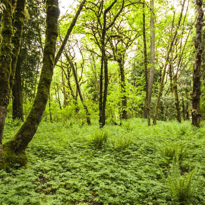 Near Paradise Point Hiking Trail System