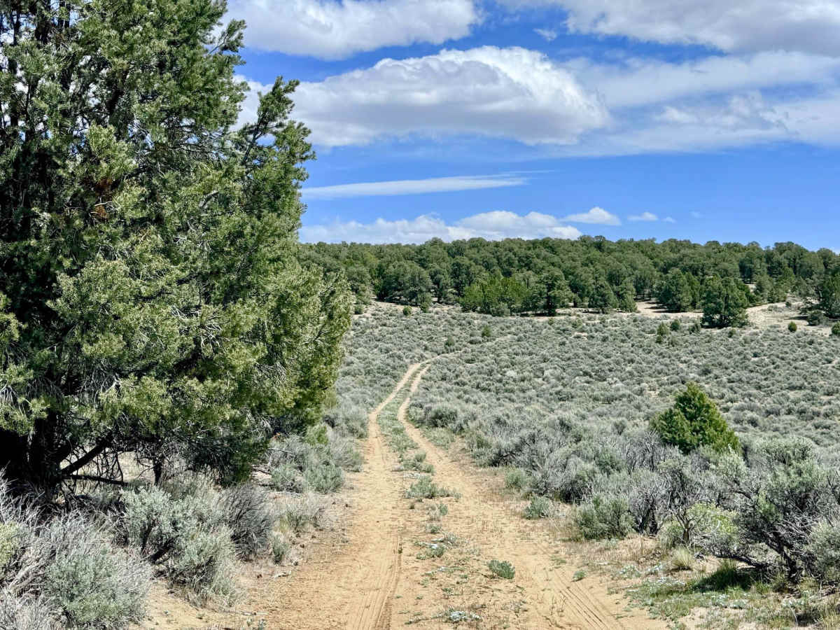 Reeder Spring - FS 43374 trail photo