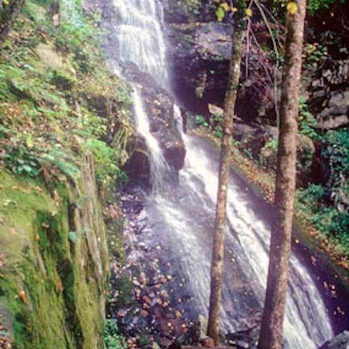 Hen Wallow Falls - courtesy of the National Park Service. Near Hen Wallow Falls