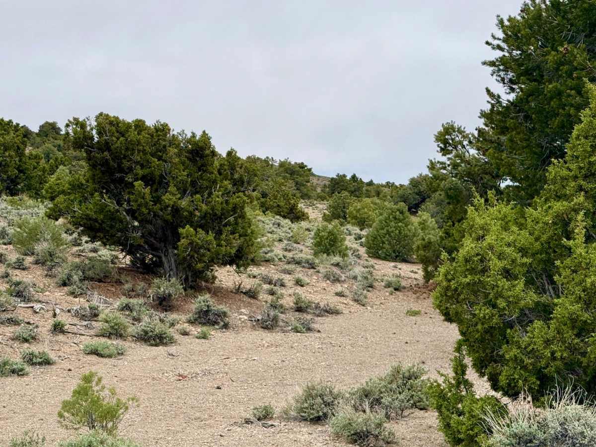 Cedar Corral - FS 44491 photo 5